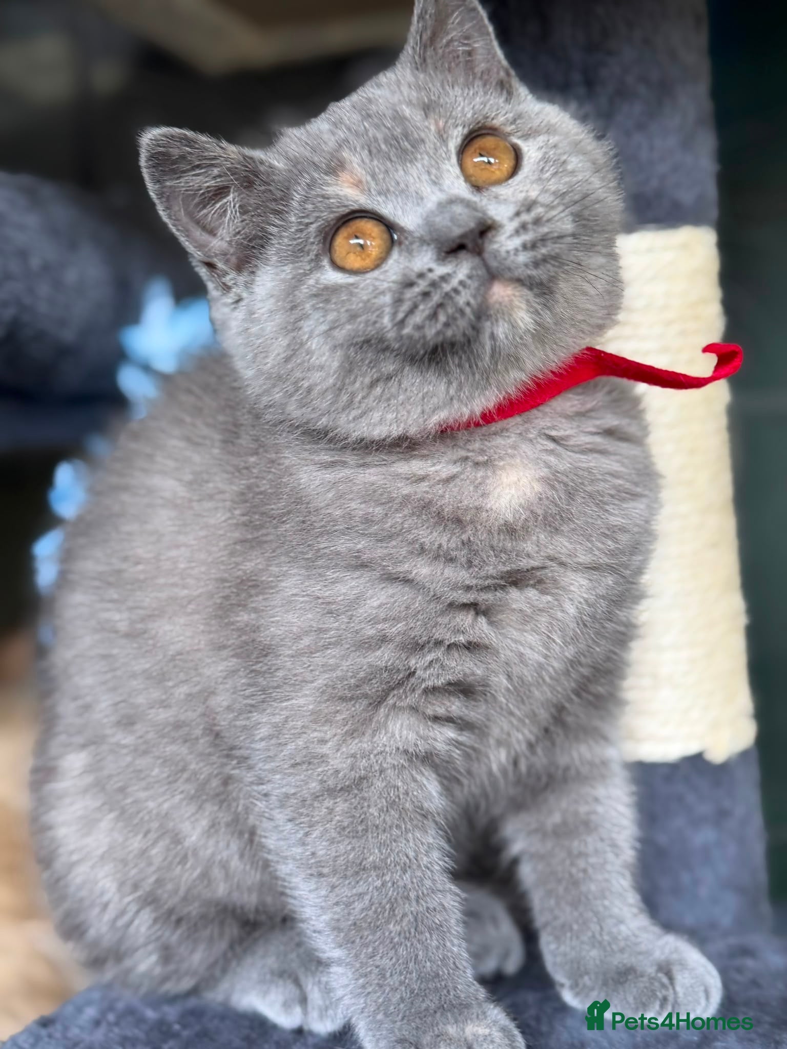 British Shorthair cats 2 BEAUTIFUL BSH TICA GIRLS - Advert 9