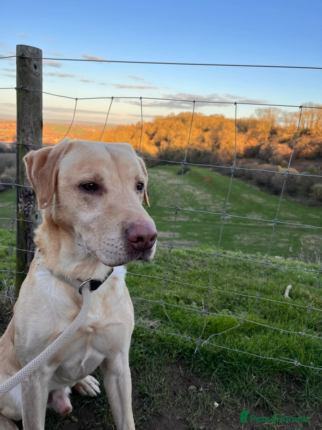 Labrador Retriever dogs for stud: PROVEN WORKING LAB STUD in Yeovil - Advert 15