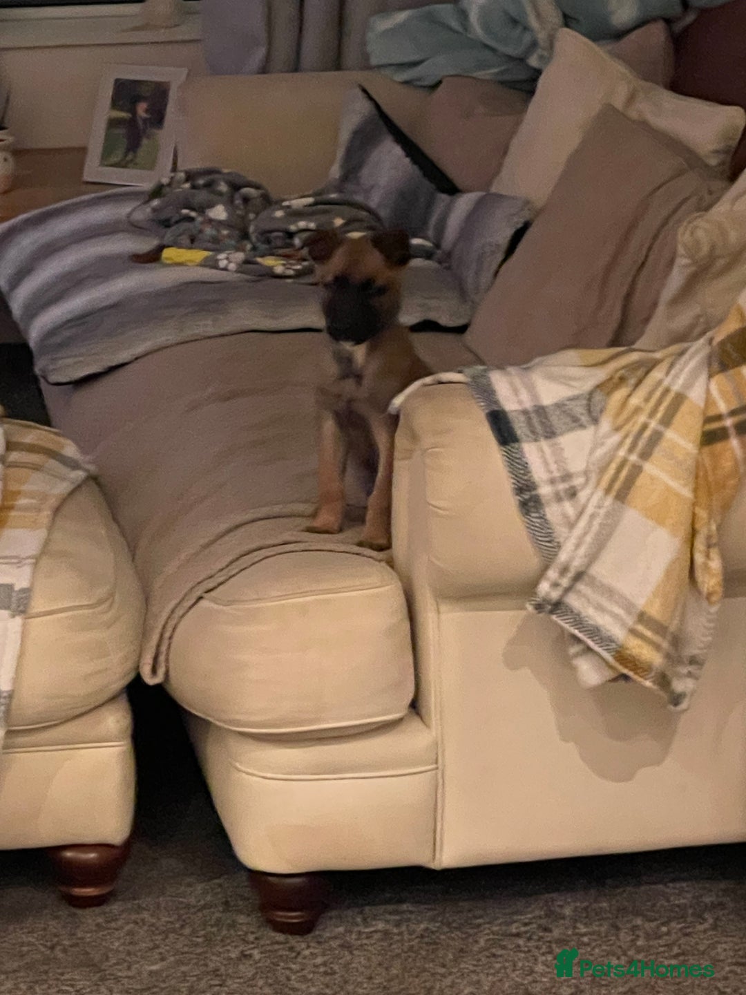 Belgian Shepherd Dog dogs for sale: Belgian shepherdpup for sale - Advert 3