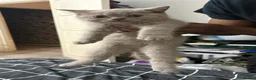 British Shorthair cats for sale: Beautiful British Shorthair Kittens  - Advert 3