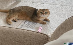 Scottish Fold cats for sale: Scottish fold for adoption. - Image 5