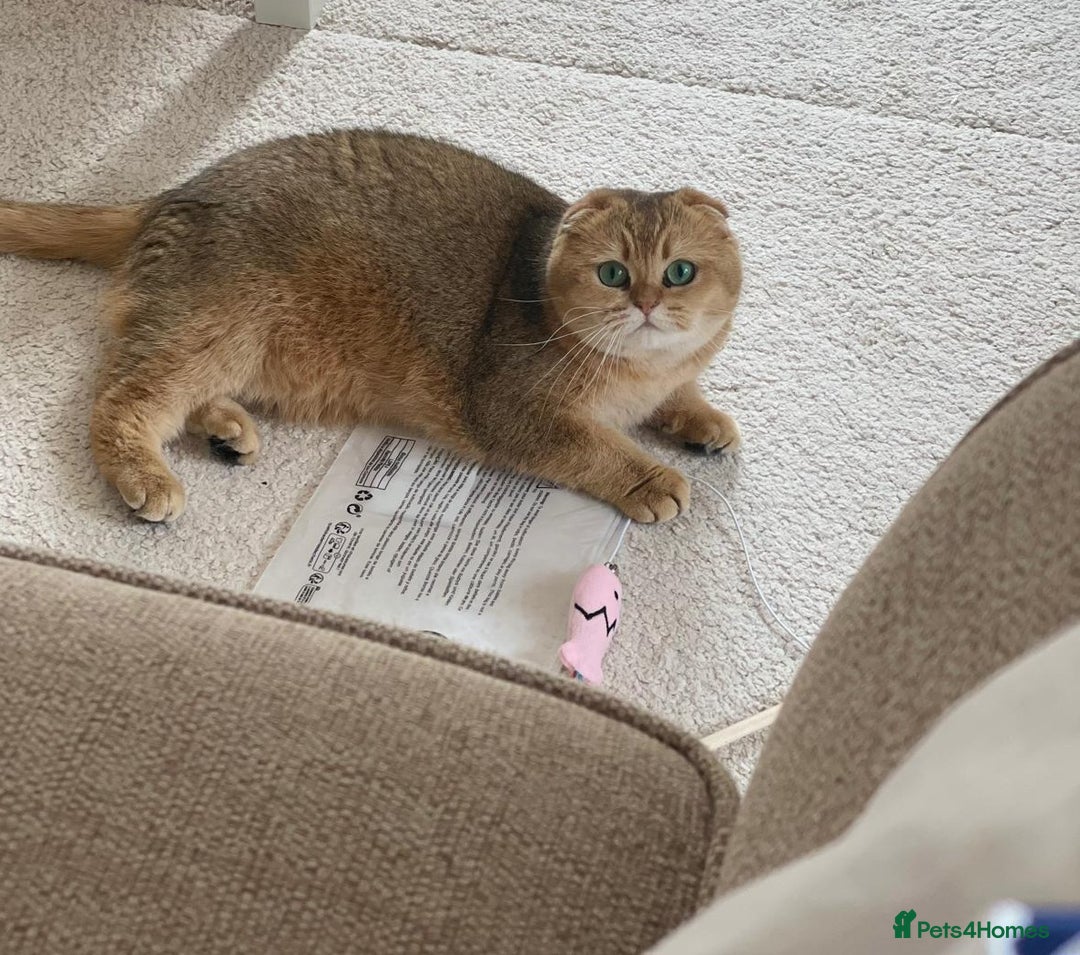 Scottish Fold cats for sale: Scottish fold for adoption. - Image 5