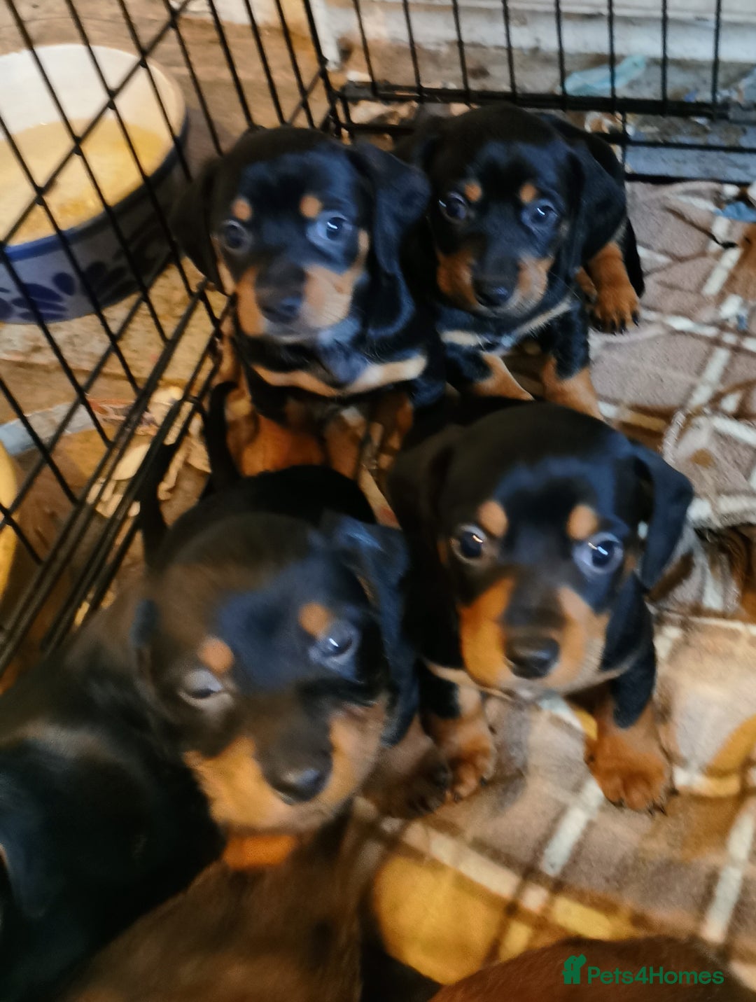 Mixed Breed dogs for sale: Adorable playful Cavachon x Dachshound pups - Advert 4