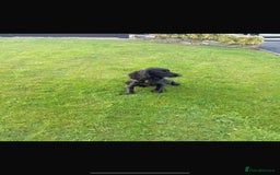 Cocker Spaniel dogs for sale: KC registered working cocker pup - Image 9