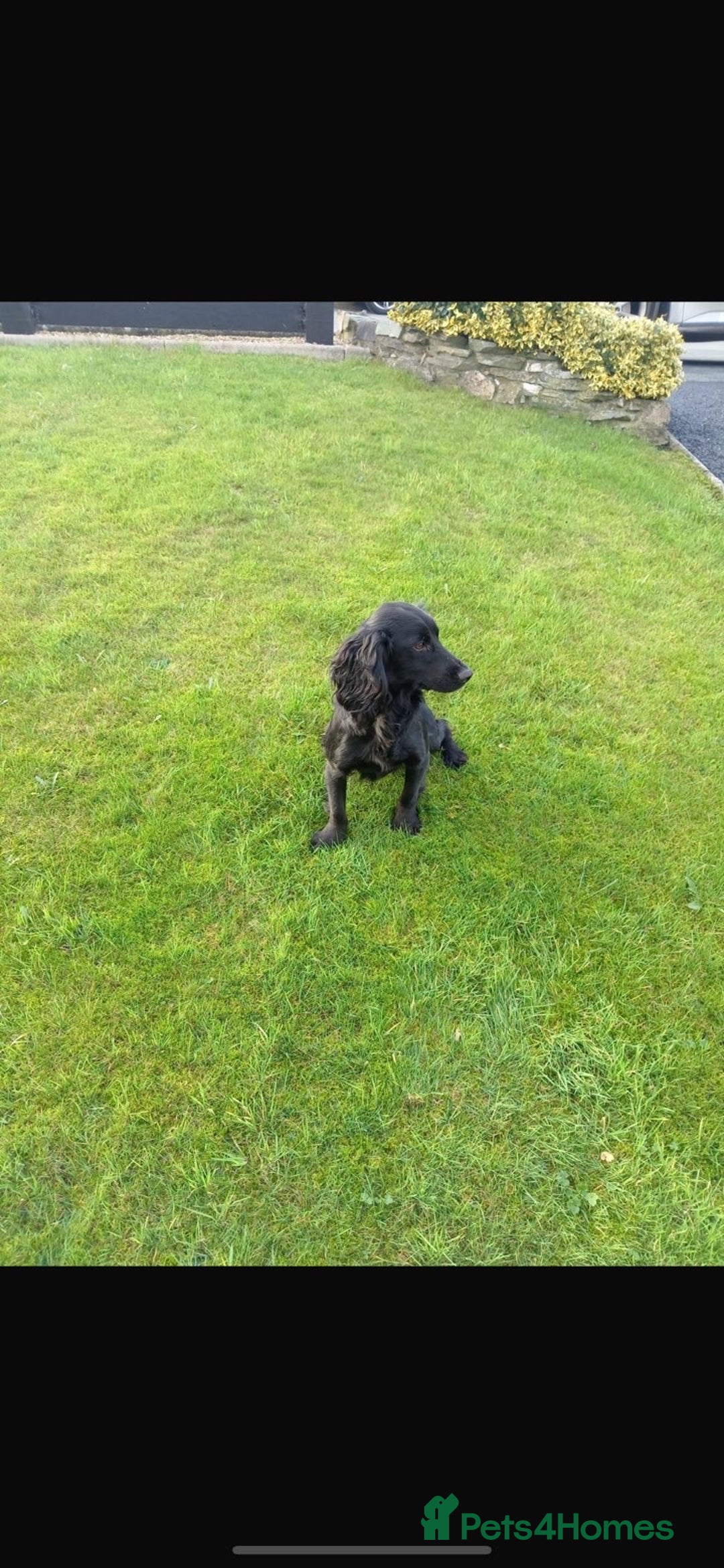 Cocker Spaniel dogs for sale: KC registered working cocker pup - Image 9