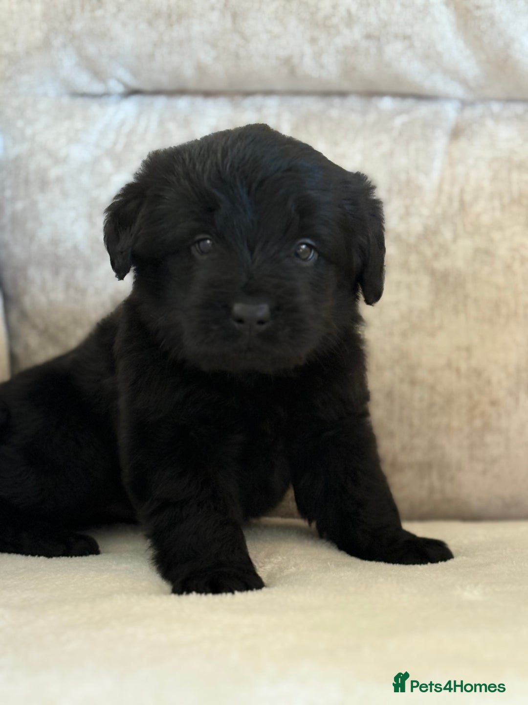 Labradoodle dogs for sale: Gorgeous f1 labradoodle puppies - Advert 7