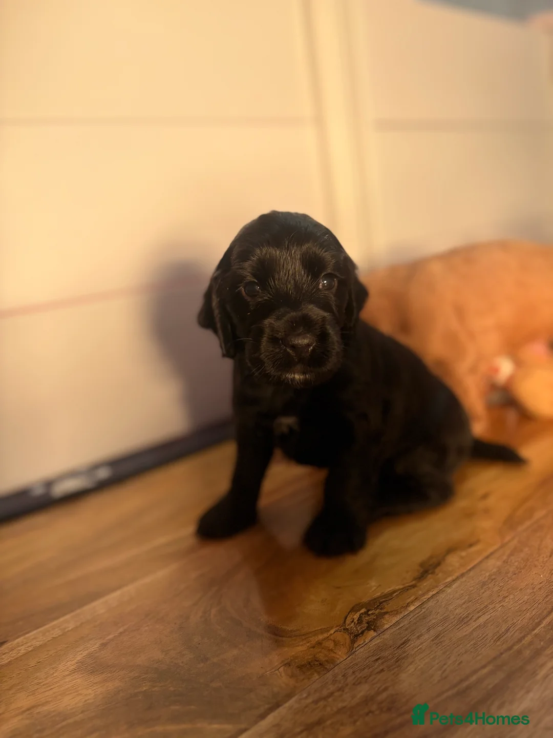 Cocker Spaniel dogs for sale: Cocker spaniel pups for sale  - Advert 6