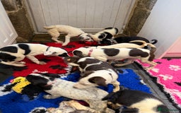 Mixed Breed dogs for sale: Collie x Dalmatian Puppies - Advert 6