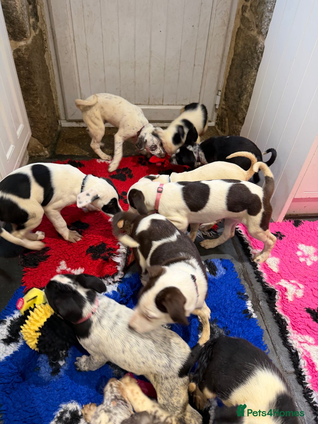 Mixed Breed dogs for sale: Collie x Dalmatian Puppies - Advert 6