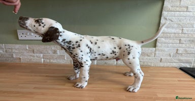 Dalmatian dogs - Advert 10