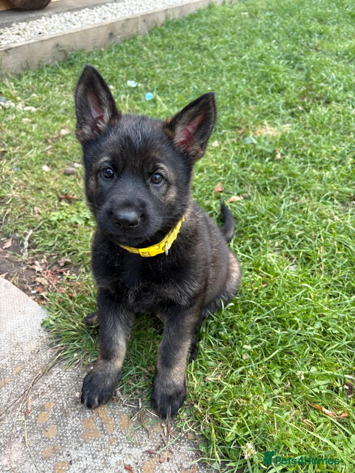 German Shepherd dogs 🐾 Working line German Shepherd puppies 🐾  - Advert 2