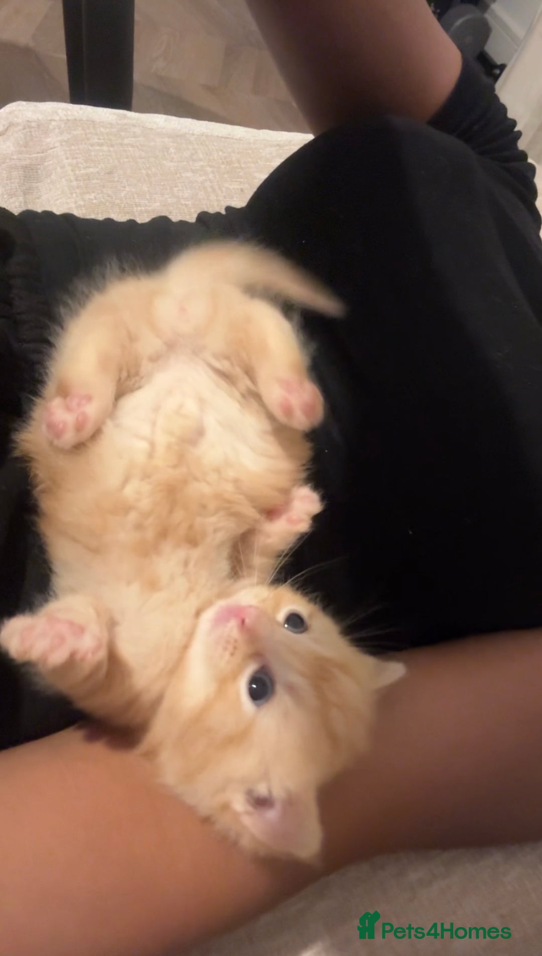 Munchkin cats for sale: stunning standard munchkins - Advert 6