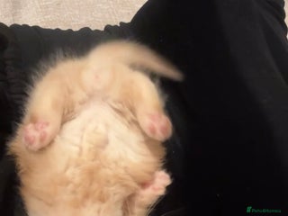 Munchkin cats beautiful short legged munchkins - Advert 2