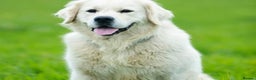 Golden Retriever dogs for stud: Golden retriever stud  in Doncaster - Advert 1