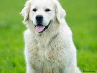 Golden Retriever dogs in Doncaster - Advert 27