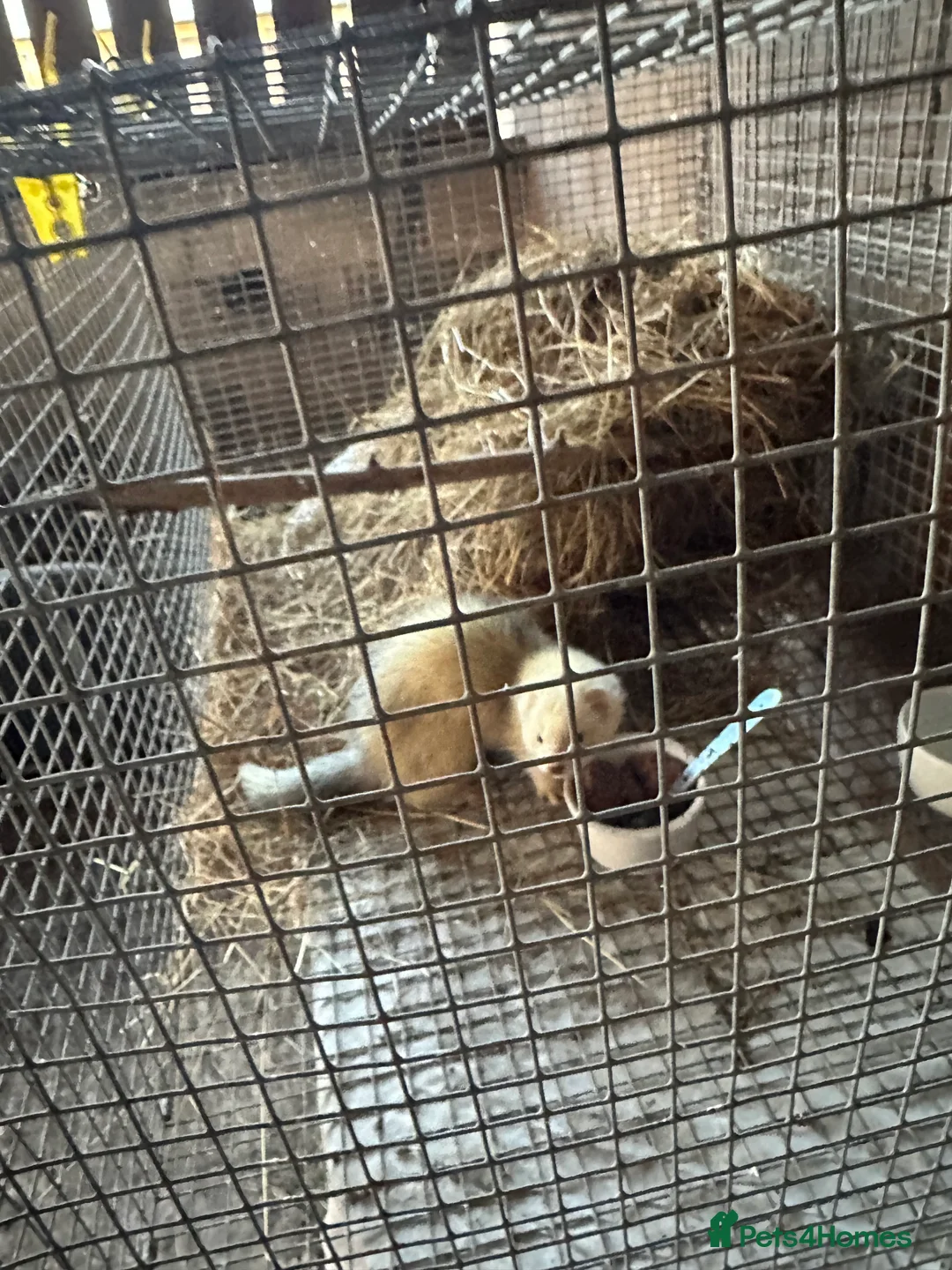 Ferret rodents for sale: Jill Ferret needs good home - Advert 5