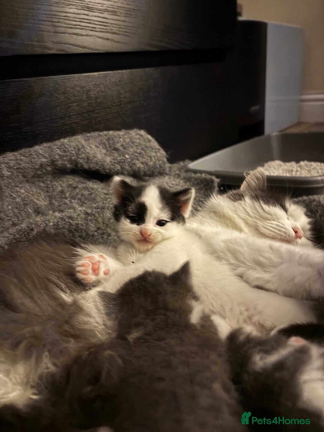 Mixed Breed cats for sale: Kittens for sale - Advert 2