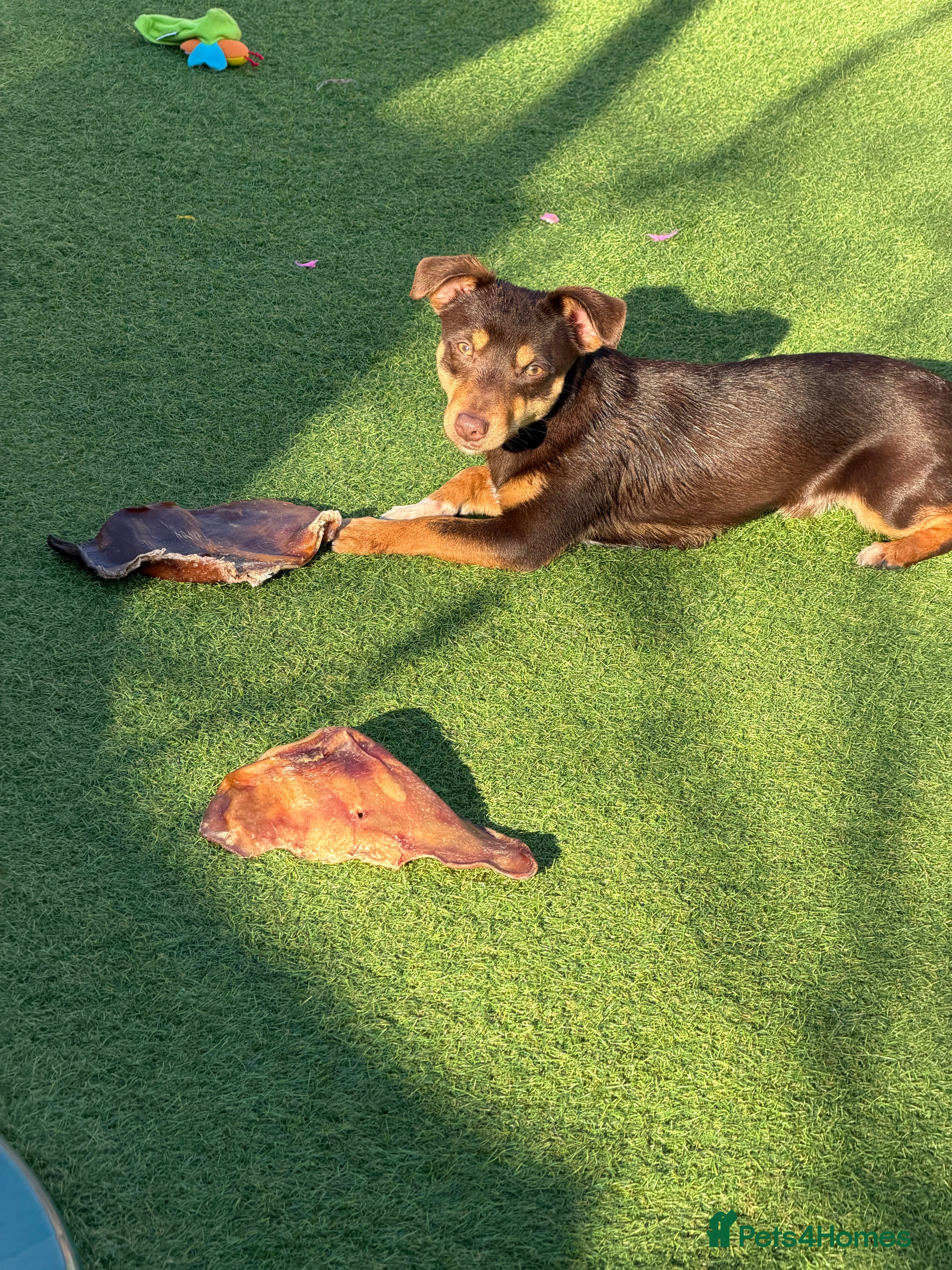 Jack Russell dogs Beautiful miniature 9 month old chocolate boy  - Advert 1