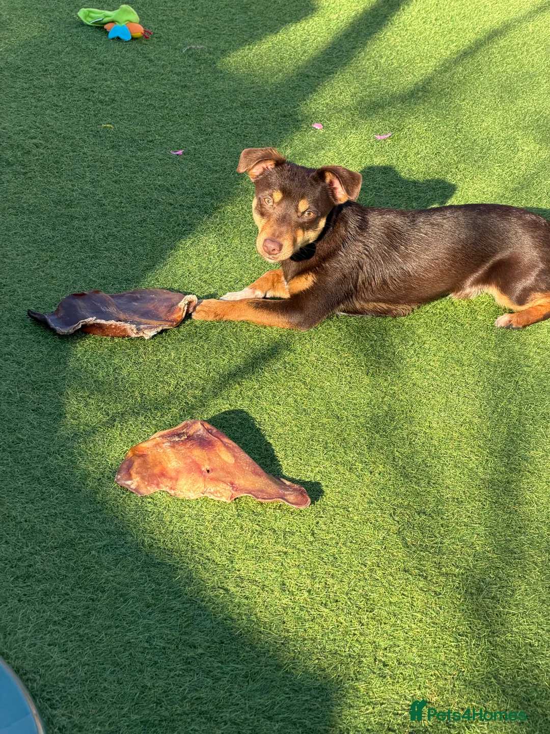 Jack Russell dogs for sale: Beautiful miniature 9 month old chocolate boy  - Advert 1