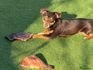 Jack Russell dogs Beautiful miniature 9 month old chocolate boy - Advert 1