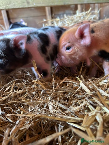 Pig livestock - Advert 8