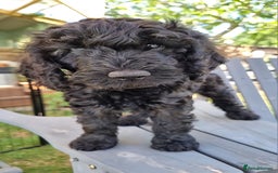 Cavapoo dogs for sale: F1b Standard Cavapoo, 3 remaining ready to leave in Watchet - Image 31