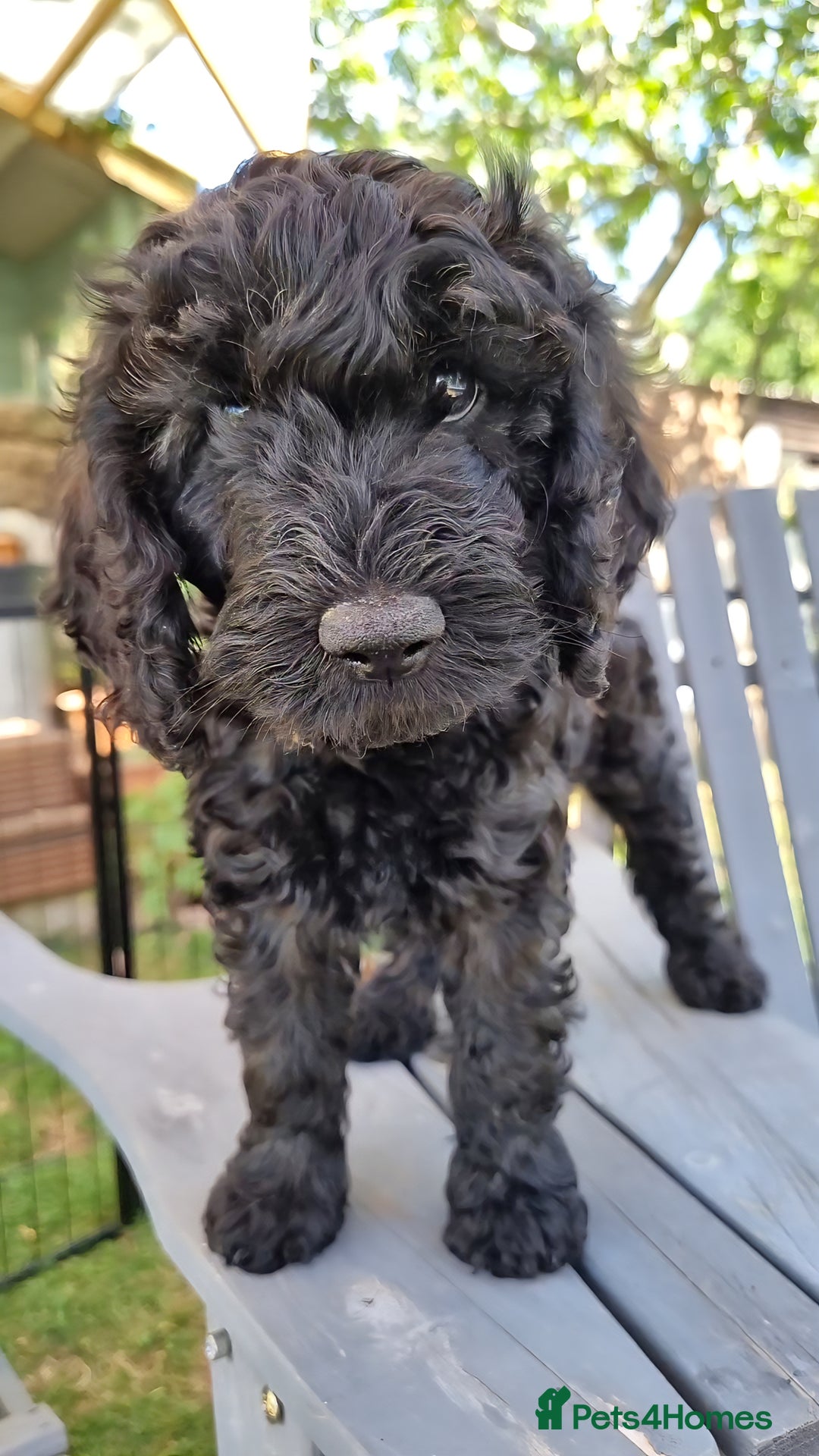 Cavapoo dogs for sale: F1b Standard Cavapoo, 3 remaining ready to leave in Watchet - Image 31