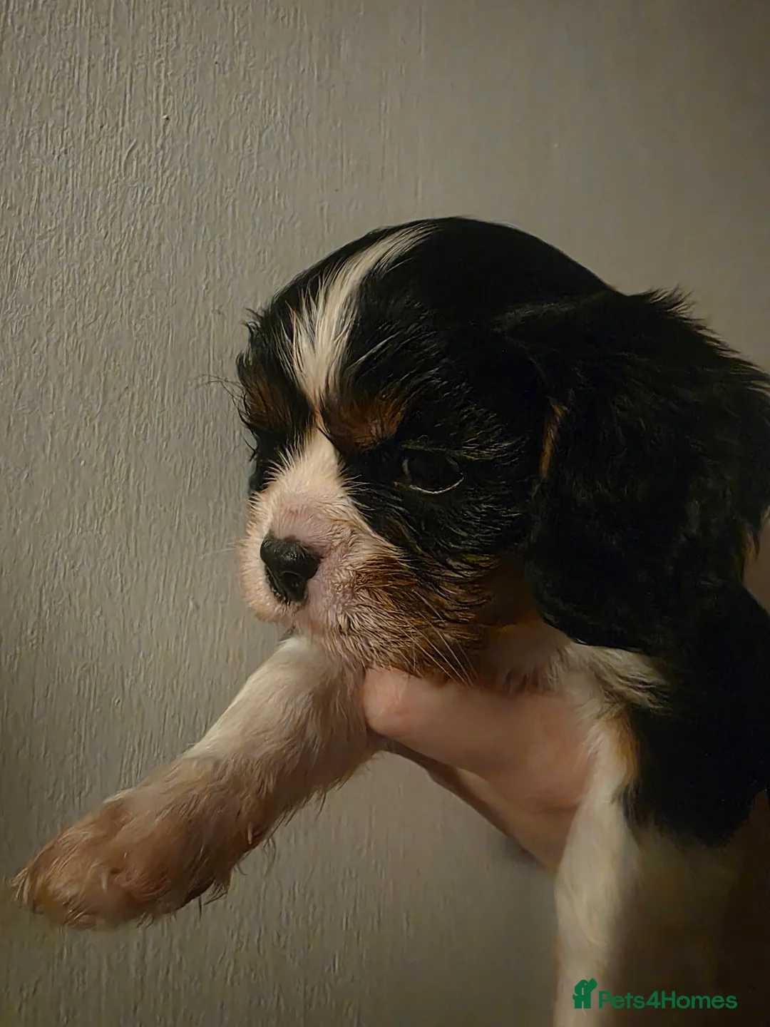 Cavalier King Charles Spaniel dogs for sale: Beautiful King Charles Cavalier Puppies - Advert 4
