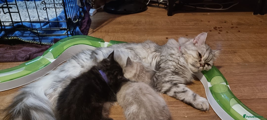 Mixed Breed cats for sale: A loveable Persian kitten - Advert 29