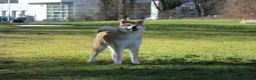 Japanese Akita Inu dogs for sale: Stunning Purebred JAI 7 months old male - Advert 2