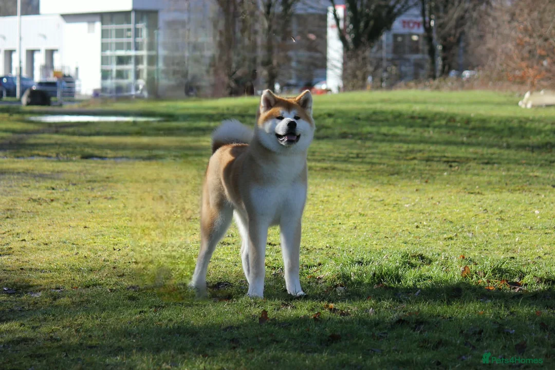 Japanese Akita Inu dogs for sale: Stunning Purebred JAI 7 months old male - Advert 2