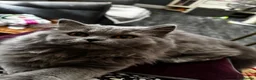 British Longhair cats for sale: Beautiful British longhair blue girl ready  - Advert 6