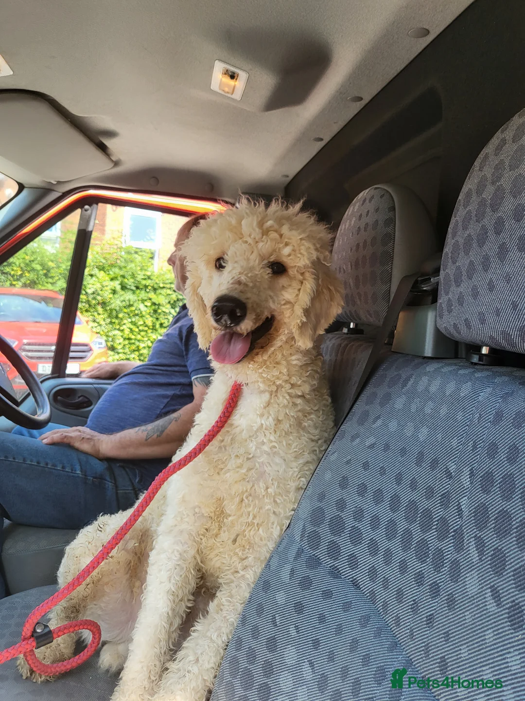 Standard Poodle dogs for stud: Cream K.C reg Standard Poodle 4 Stud  in Chesterfield - Advert 2