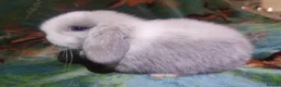 Mini Lop rabbits for sale: Baby Mini Lops - Advert 22