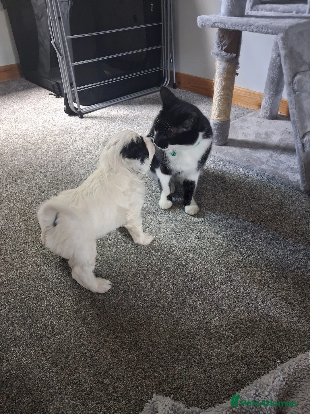 Mixed Breed dogs for sale: Cockapoo x multipoo in Inverness - Advert 6