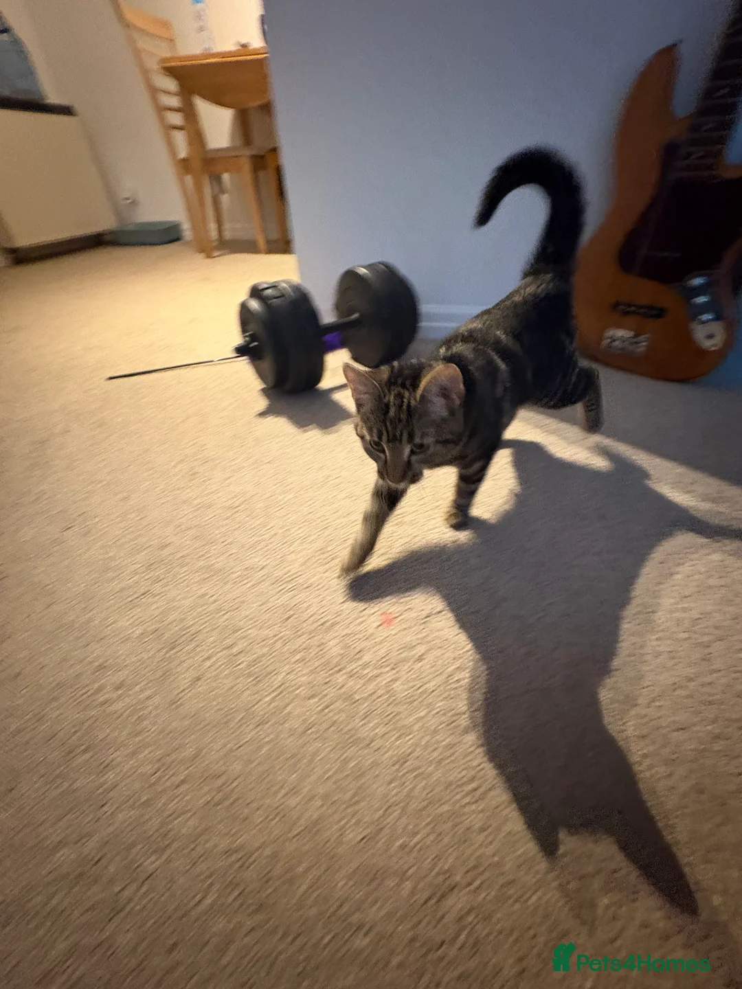 Domestic Shorthair cats for sale: URGENT REHOME for 2 beautiful cats -price for both - Advert 6