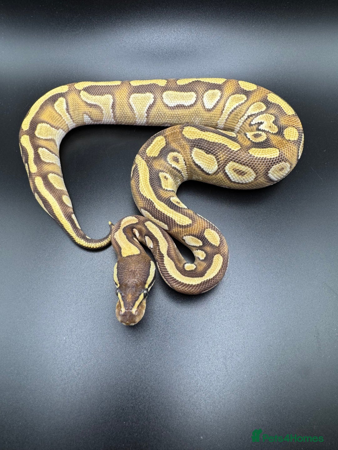 Python Snake reptiles for sale: Female Orange Dream Yellow Belly Mojave Het Clown - Advert 1