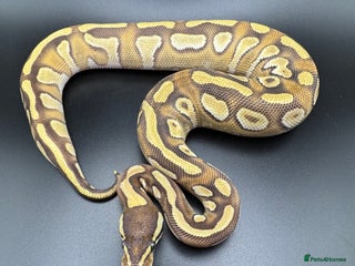 Python Snake reptiles Female Orange Dream Yellow Belly Mojave Het Clown - Advert 2