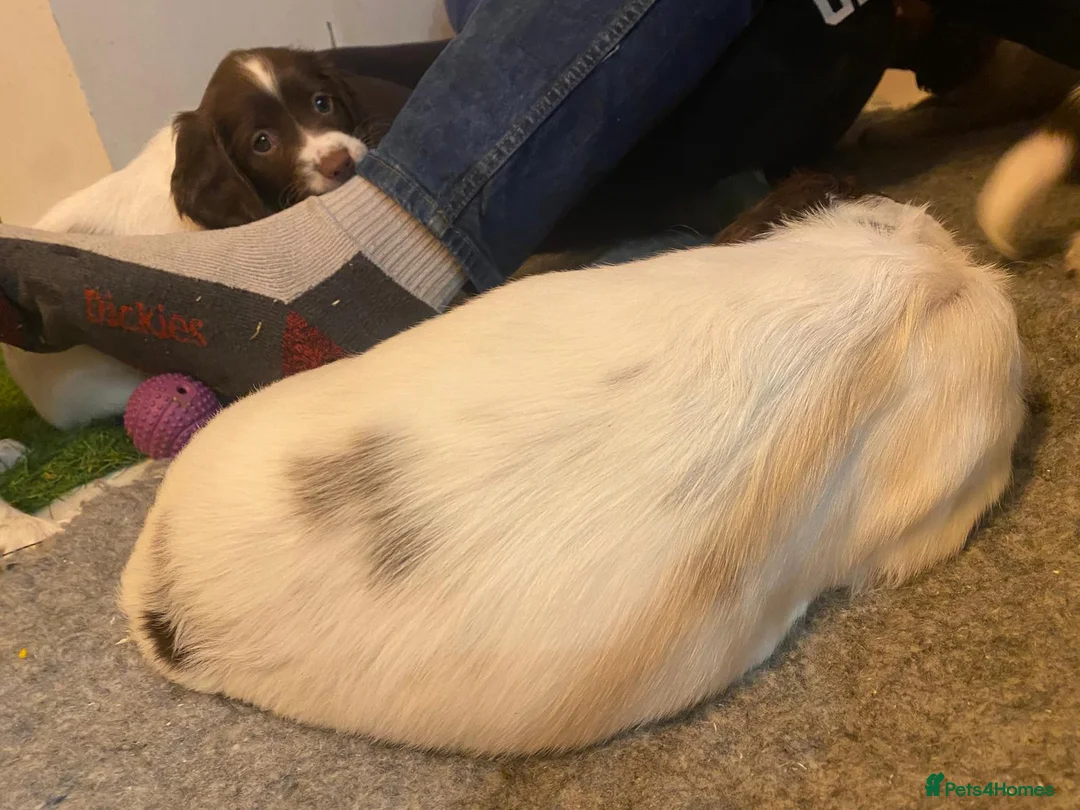 English Springer Spaniel dogs for sale: English Springer Spaniel Pups - Advert 7