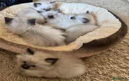 Ragdoll cats for sale: Beautiful Ragdoll Kittens - Advert 19