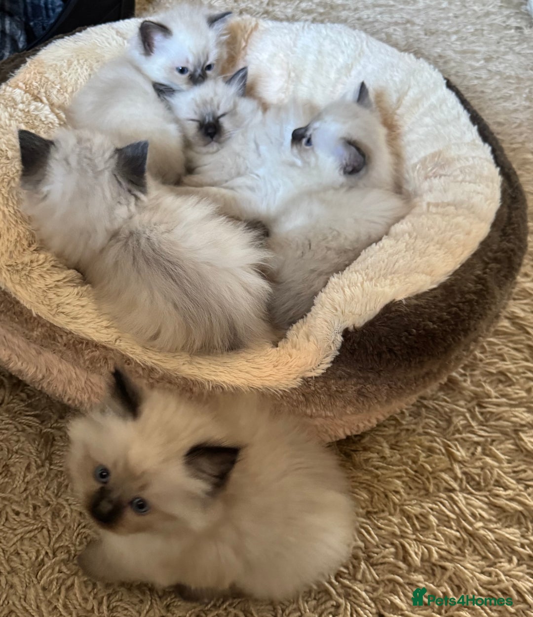 Ragdoll cats for sale: Beautiful Ragdoll Kittens - Advert 19