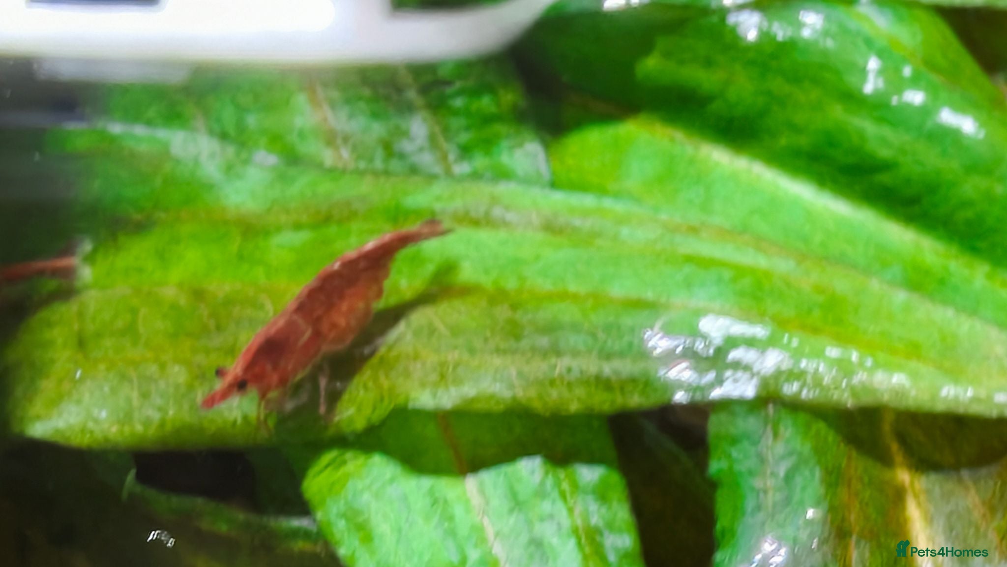 Shrimps fish Red Shrimps 1 pound each collection only  - Advert 1