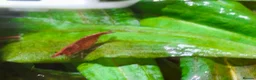 Shrimps fish for sale: Red Shrimps 1 pound each collection only  - Advert 1