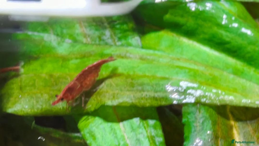 Shrimps fish for sale: Red Shrimps 1 pound each collection only  - Advert 1