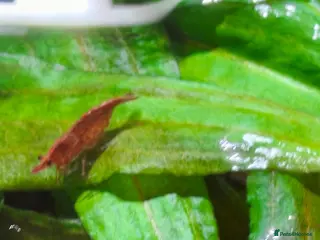 Shrimps fish Red Shrimps 1 pound each collection only - Advert 1