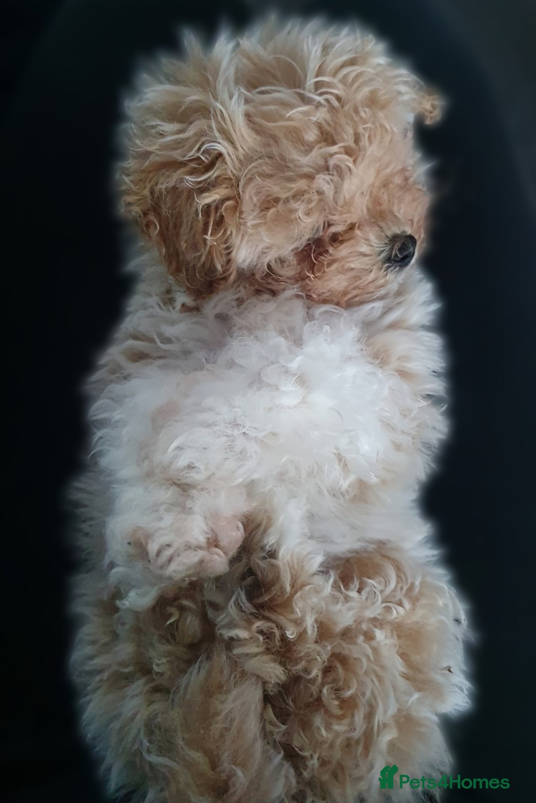Maltipoo dogs for sale: 🌟💛🌟Precious Biscuit Princess 🌟💛🌟  - Advert 6