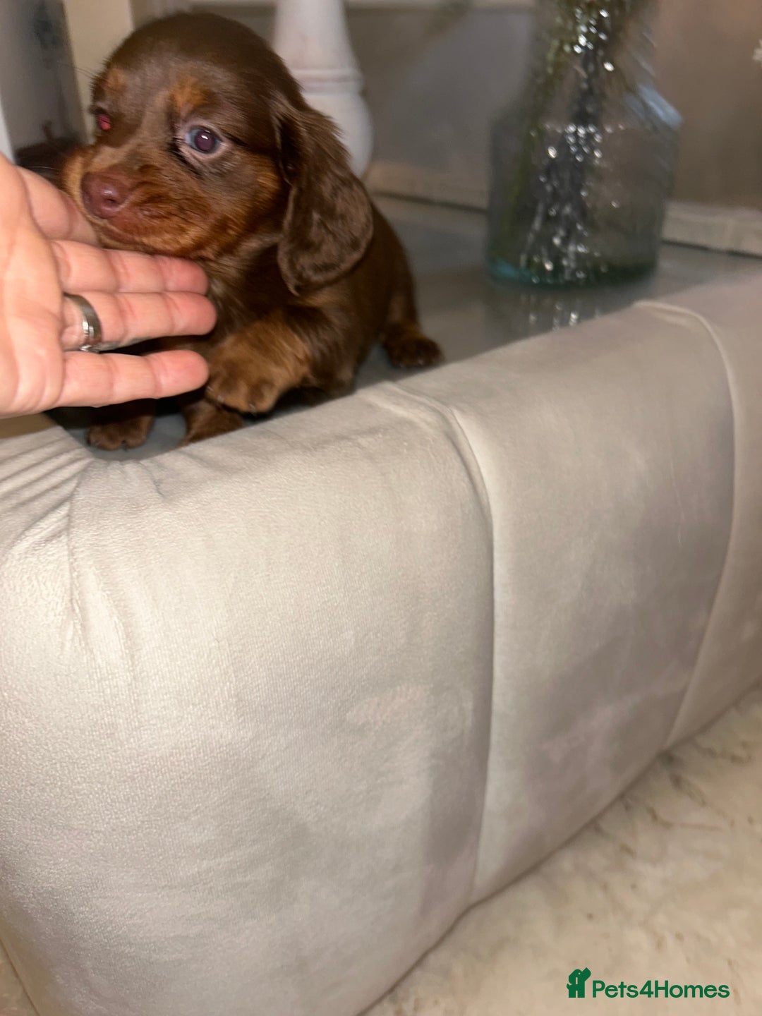 Miniature Dachshund dogs for sale: Miniature Dachshund  - Advert 7