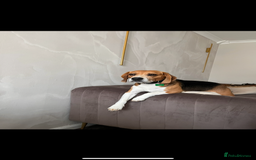 Beagle dogs for sale: Beagle re-homed - Image 1