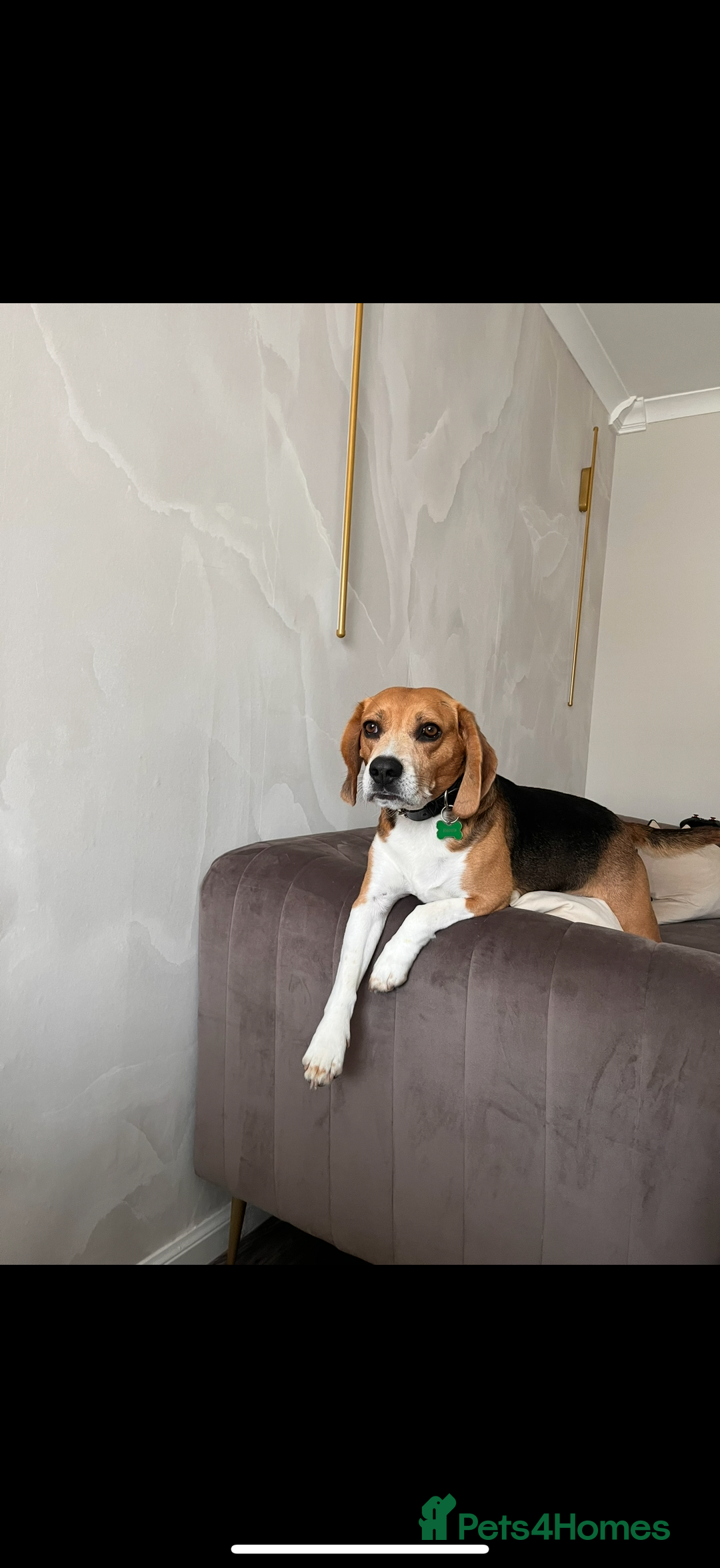 Beagle dogs for sale: Beagle re-homed - Image 1