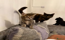 Domestic Shorthair cats for sale: 2 little kittens looking for thier forever home - Image 3